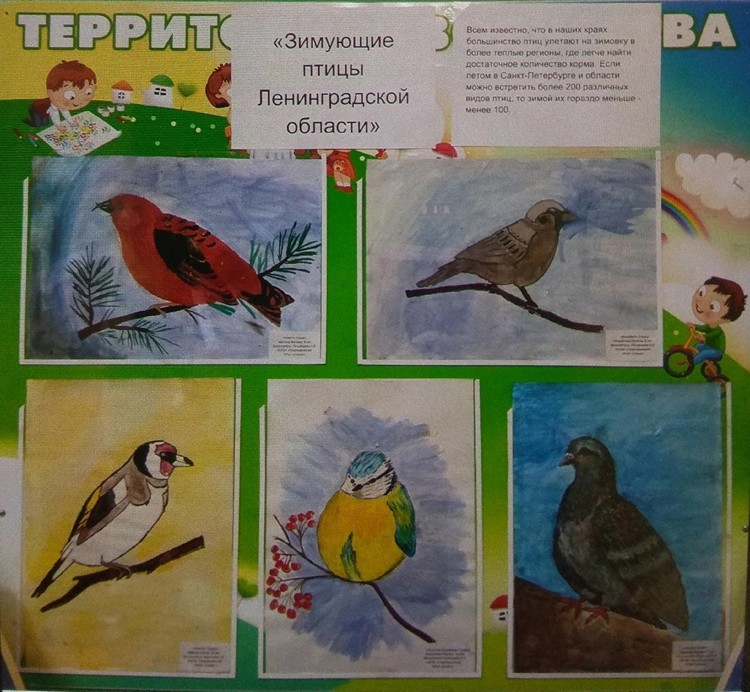 Зимующие птицы Ленинградской области